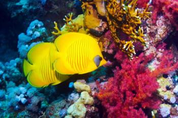 Unikalus povandeninis pasaulis